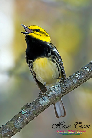 Black-throated Green Warbler