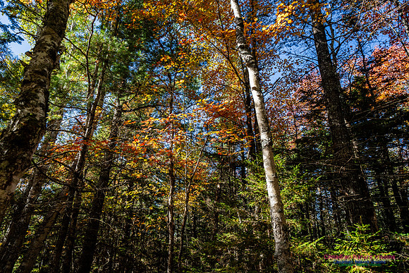 Woodland Stroll 127
