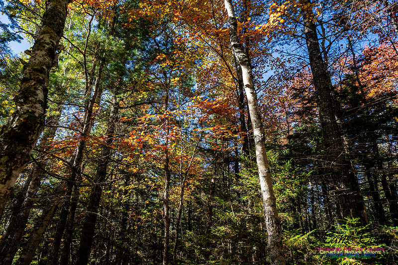 Woodland Stroll 127