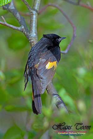 American Redstart