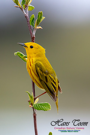 Yellow Warbler 43