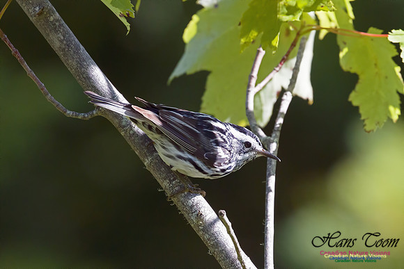 Black-and-White Warbler 5