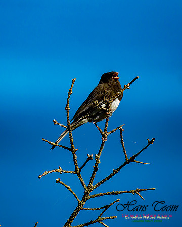 Dark-eyed Junco 100