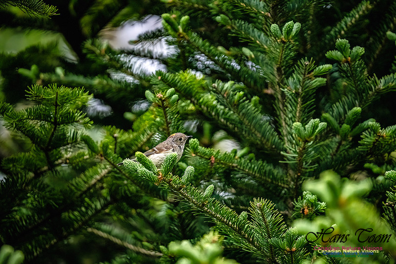 Ruby-crowned Kinglet 102