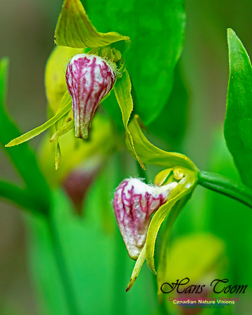 Ram's Head Orchid 115