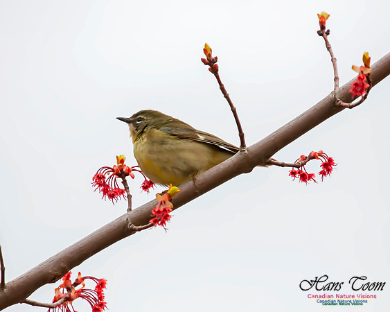 Black-throated Blue Warbler 2
