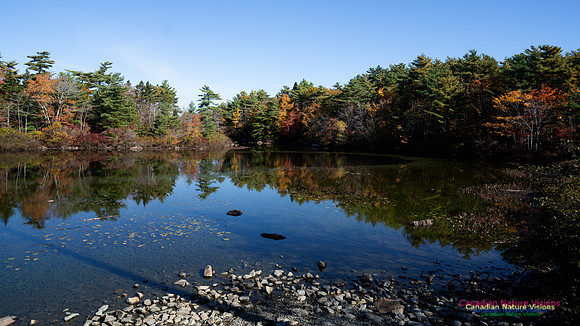 Frog Pond Stroll 103