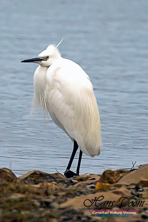 Little Egret