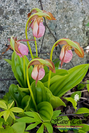 Pink Lady's Slipper