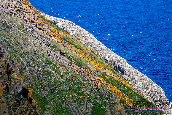 Cape St. Mary's 104