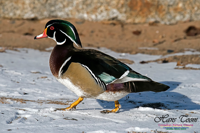 Wood Duck