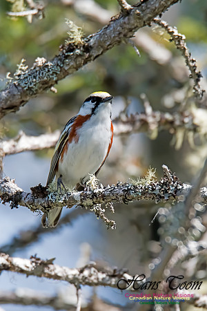 Chestnut-sided Warbler