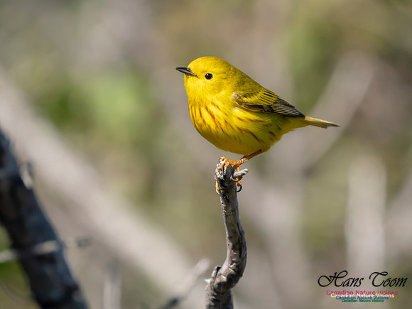 Yellow Warbler 4