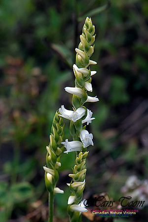 Nodding Ladies Tresses Orchid
