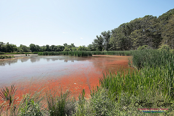 Miner's Marsh 50