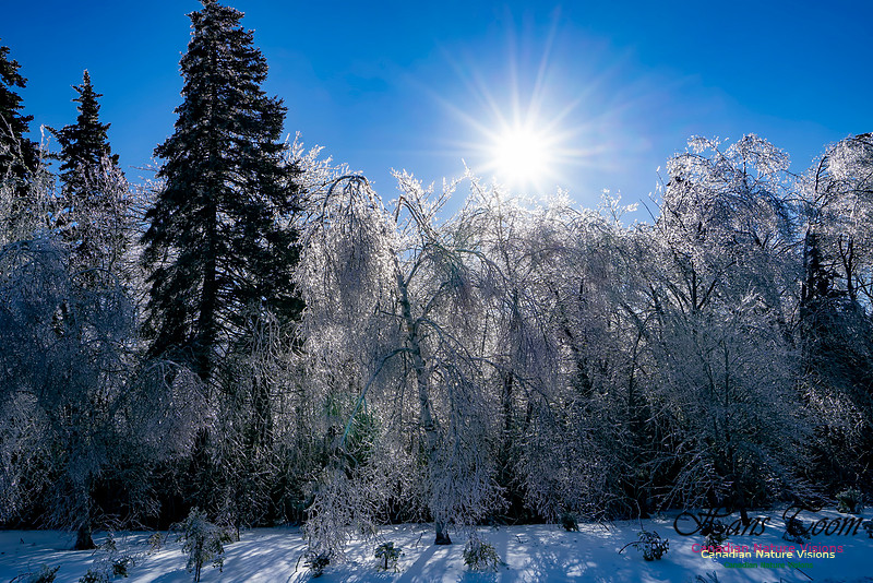 Ice Storm 2022 129