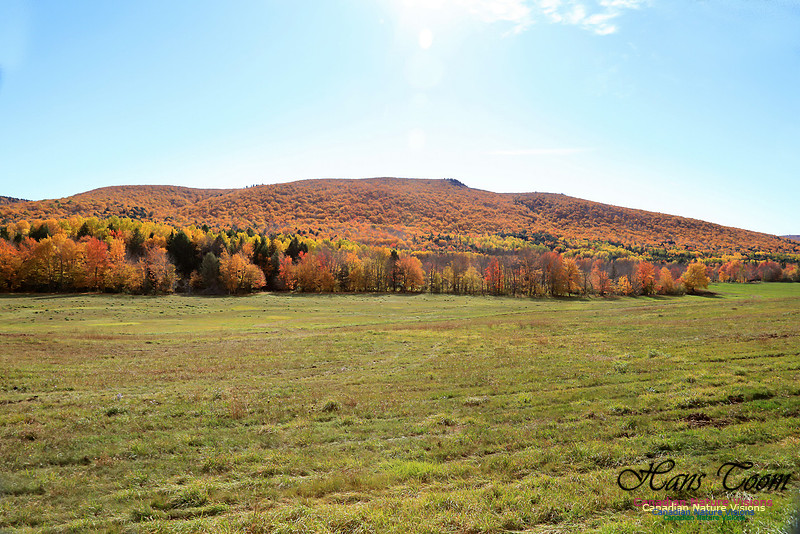 Maple Forest Fall Colours 2016