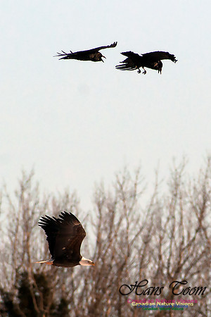 Bald Eagle