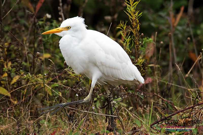 Cattle Egret