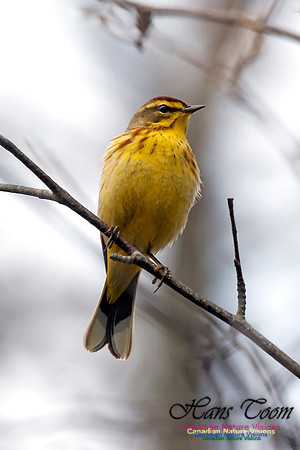 Palm Warbler