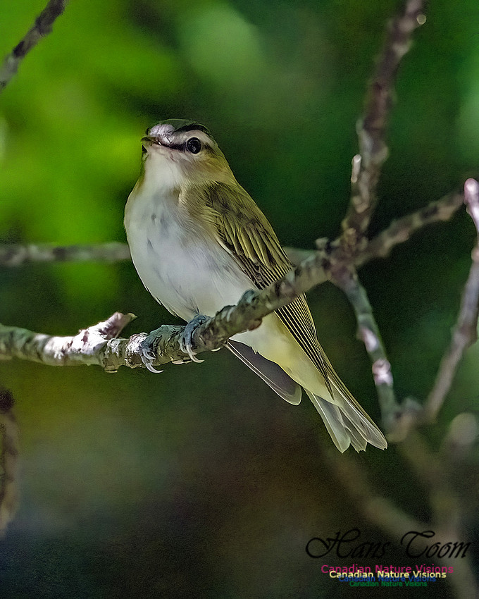 Blue-headed Vireo 103