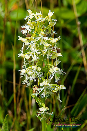 Ragged Fringed Orchid