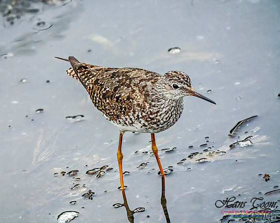 Lesser Yellowlegs 407