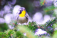 Yellow-throated Warbler