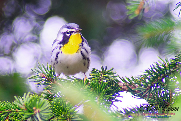 Yellow-throated Warbler 4