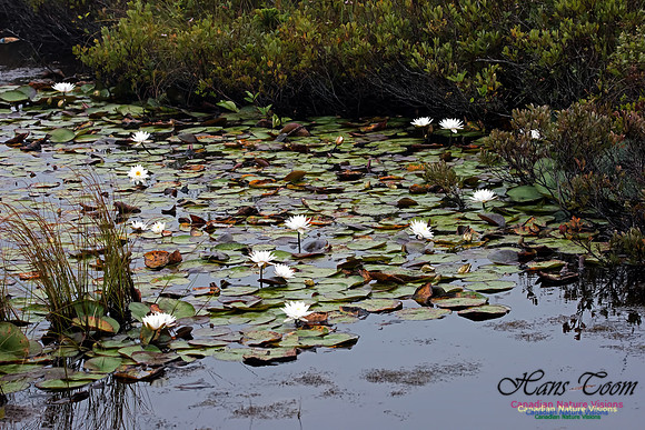 White Water Lily