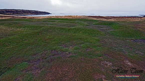 L'Anse aux Meadows 101