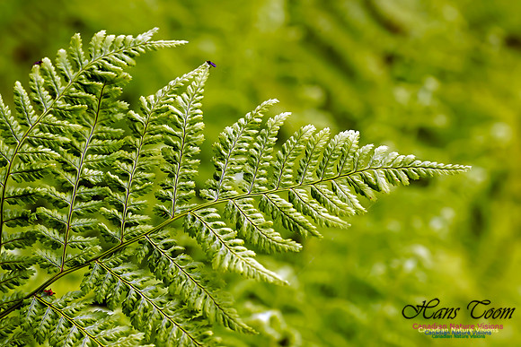 Wood Fern or Holly Fern