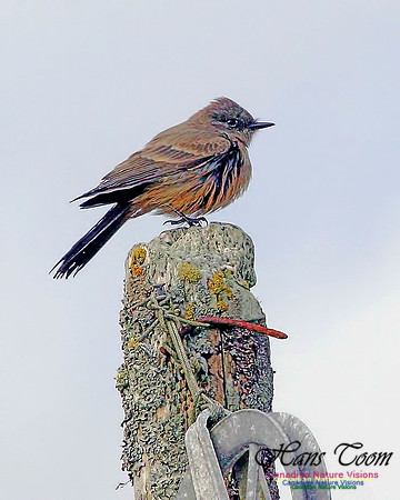 Say's Phoebe 101