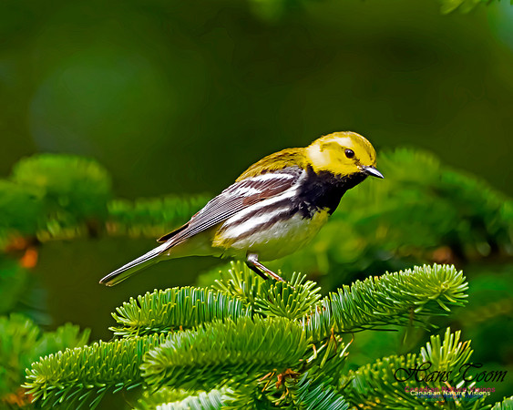 Black-throated Green Warbler 100