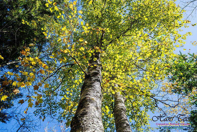 Woodland Stroll 126