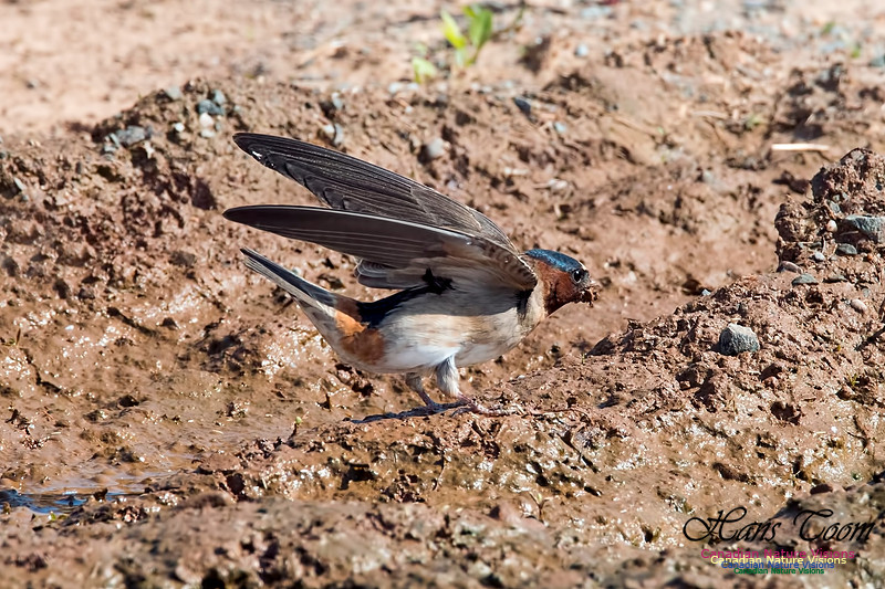 Cliff Swallow