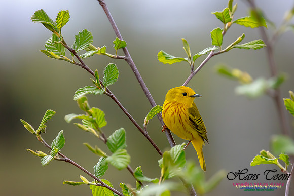Yellow Warbler 40