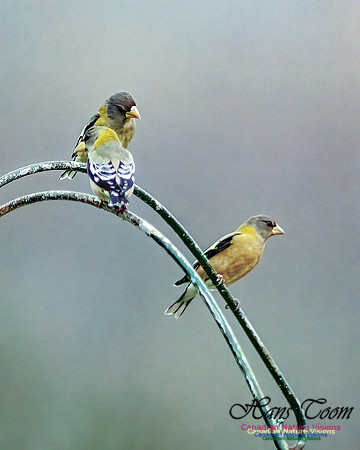 Evening Grosbeak 105