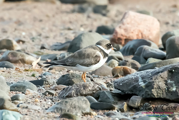 Semipalmated Plover