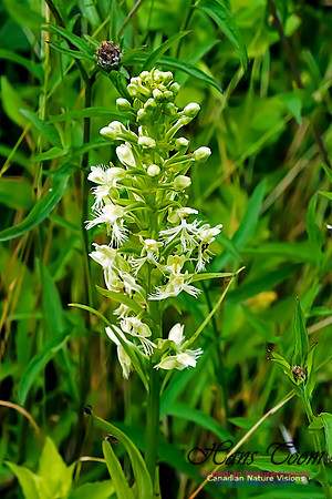 Ragged Fringed Orchid