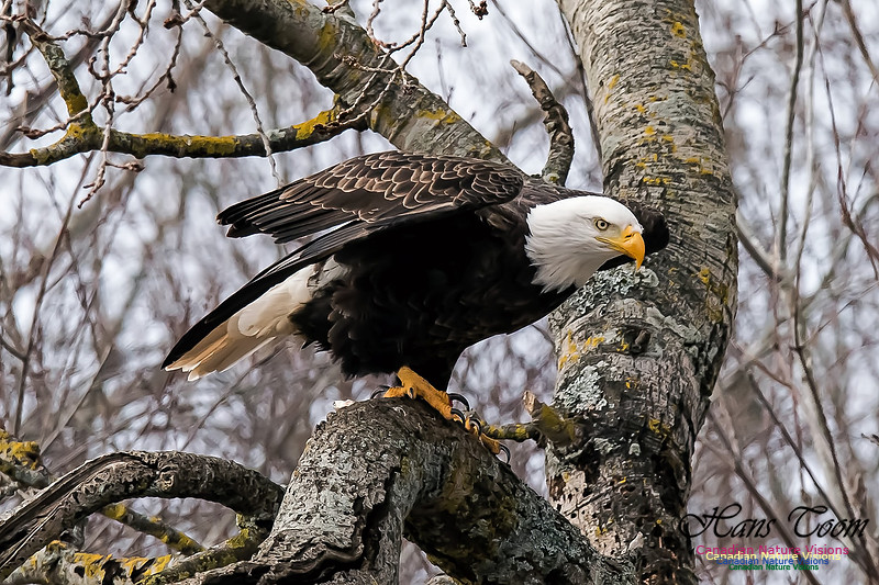 Bald Eagle