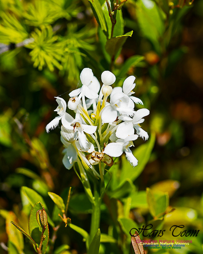 Fringed White Bog Orchid 104