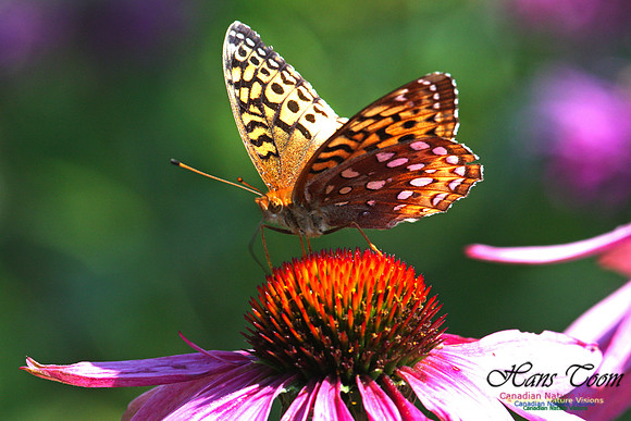 Silver-bordered Fritillary