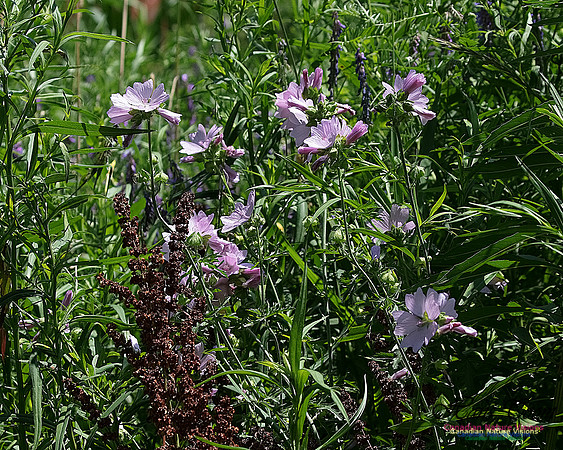 Musk Mallow 10