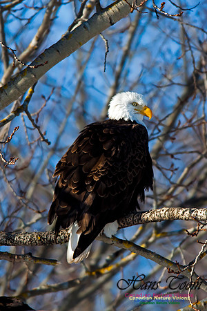 Bald Eagle