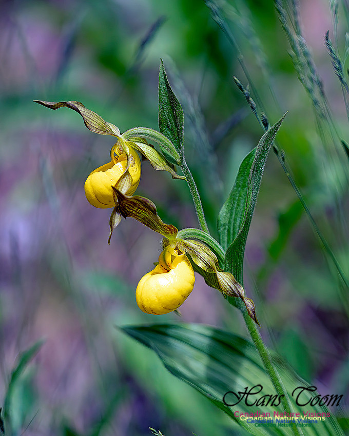 Yellow Lady's Slipper Orchid 106