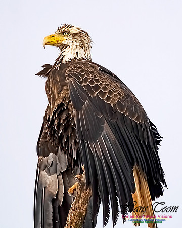 Bald Eagle 703