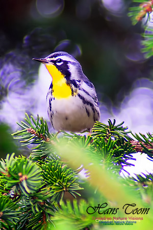 Yellow-throated Warbler 10