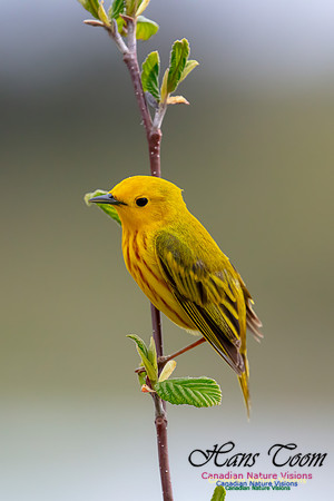 Yellow Warbler 42