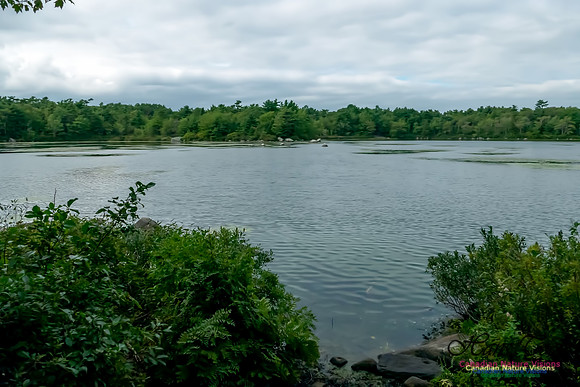 Frog Pond 4